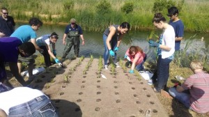 The students planted native plants in the islands.
