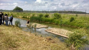 After they were planted the islands were launched in the stormwater pond.
