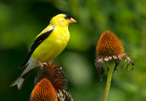 Goldfinch & Coneflower